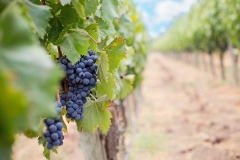 adorni-rappresentanze-alimentari-vini-italiani-e1596537234326