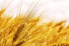 spieghe-di-grano-adorni-rappresentanze-alimentari-e1596537216888